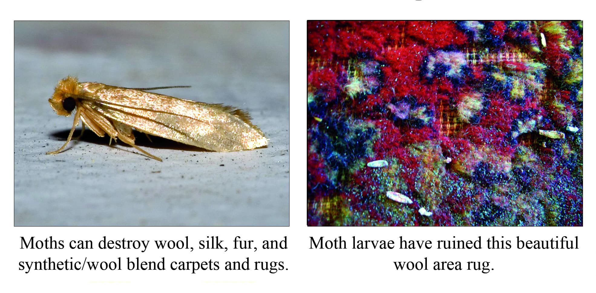 Prevent and Kill Moths in Your Persian Rugs - Behnam Rugs