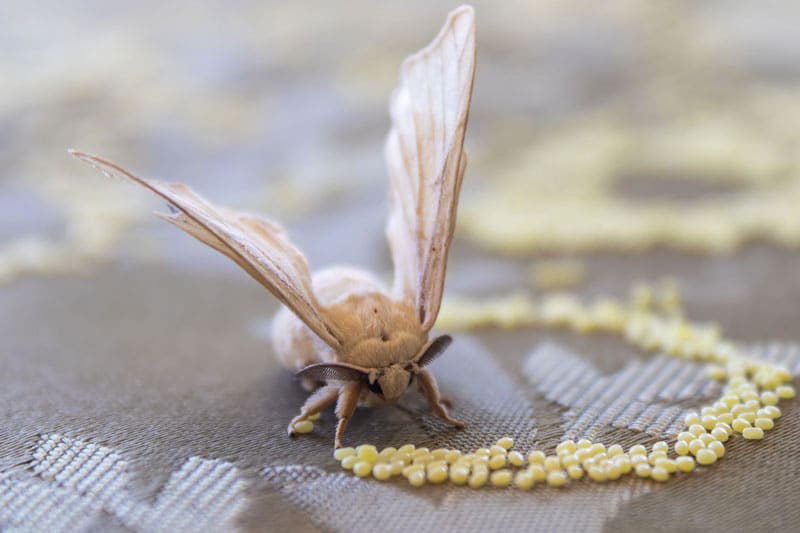 The Essential Guide to Moth and Pest Treatment and Retardant Services